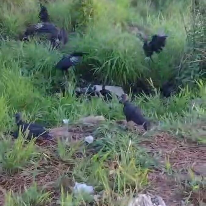 Moradores próximos à BR denunciam condições insuportáveis devido a restos de ossada de Boi