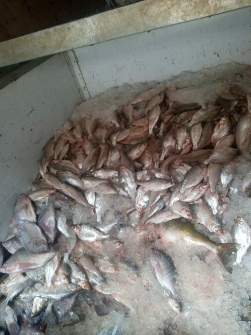Mercado do peixe de Sena Madureira recebe nova remessa de branquinhas de Humaitá, Amazonas