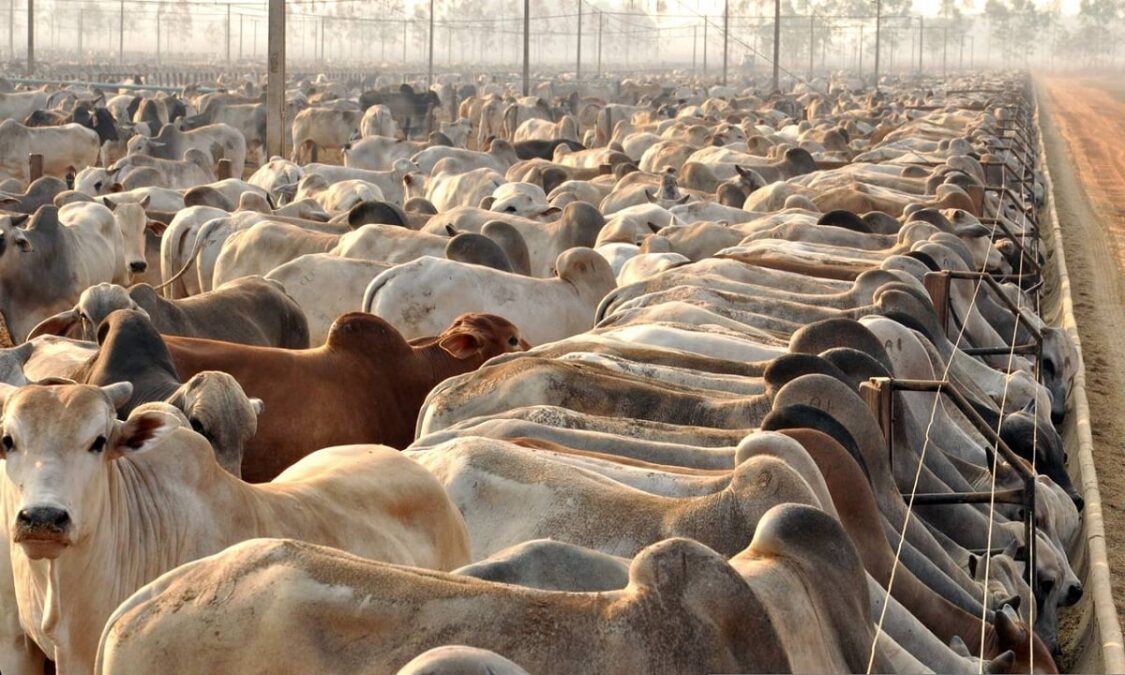 Agropecuária avança e PIB do Acre cresce 6,7% em 2021, o maior número dos últimos dez anos