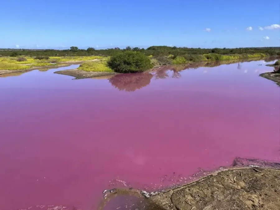 Lago no Havaí fica cor-de-rosa por excesso de sal; cientistas apontam estresse ambiental
