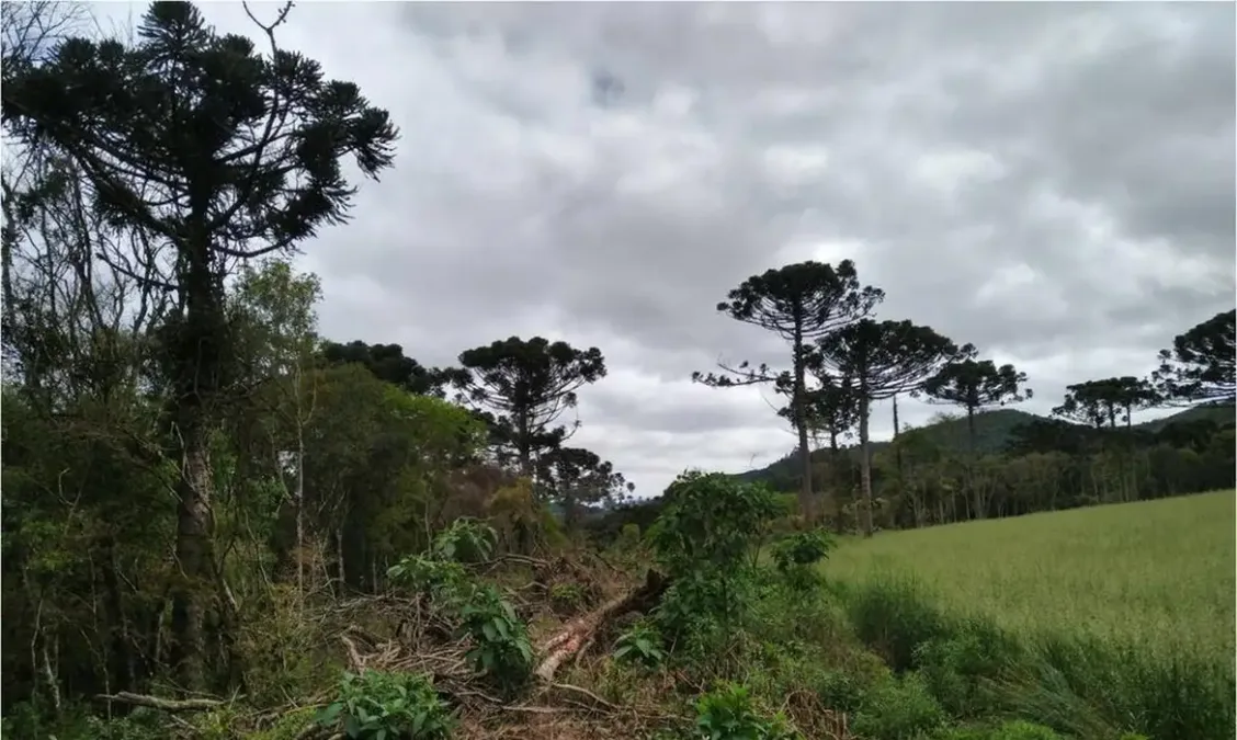 Desmatamento na mata atlântica registra queda de 59% até agosto, mas desafios persistem em outros biomas