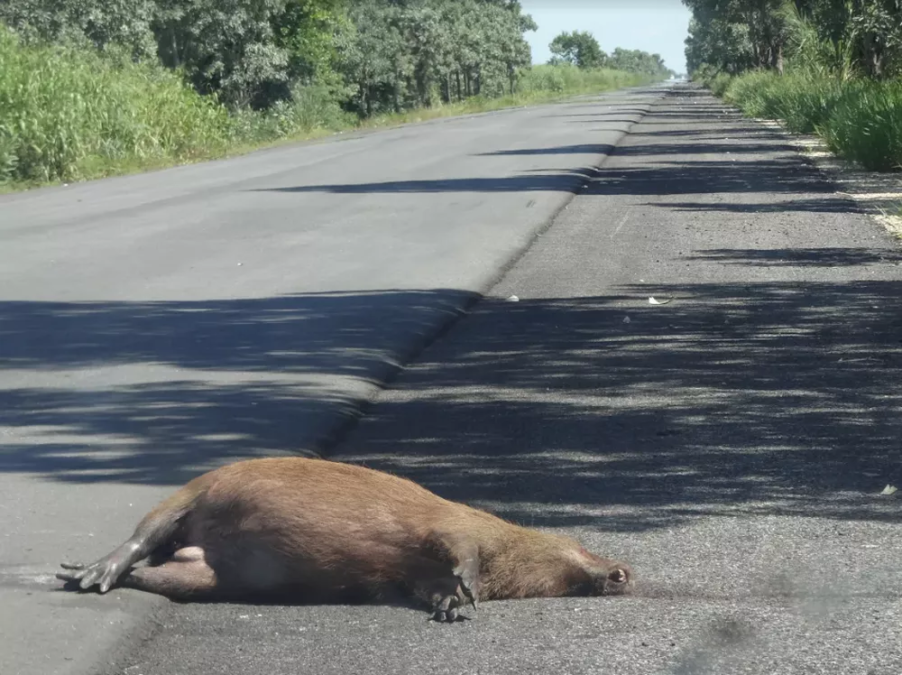 Número de animais mortos por atropelamento em rodovias do Acre cresce mais de 94% em 2023