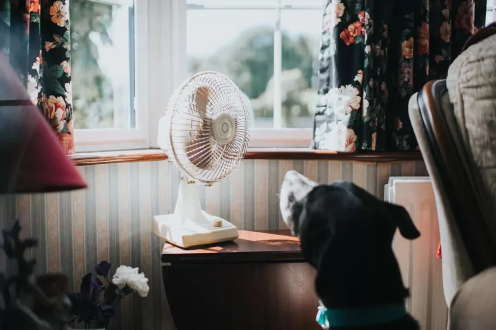 Cuidados essenciais no verão: veterinária alerta para os riscos do calor excessivo em pets