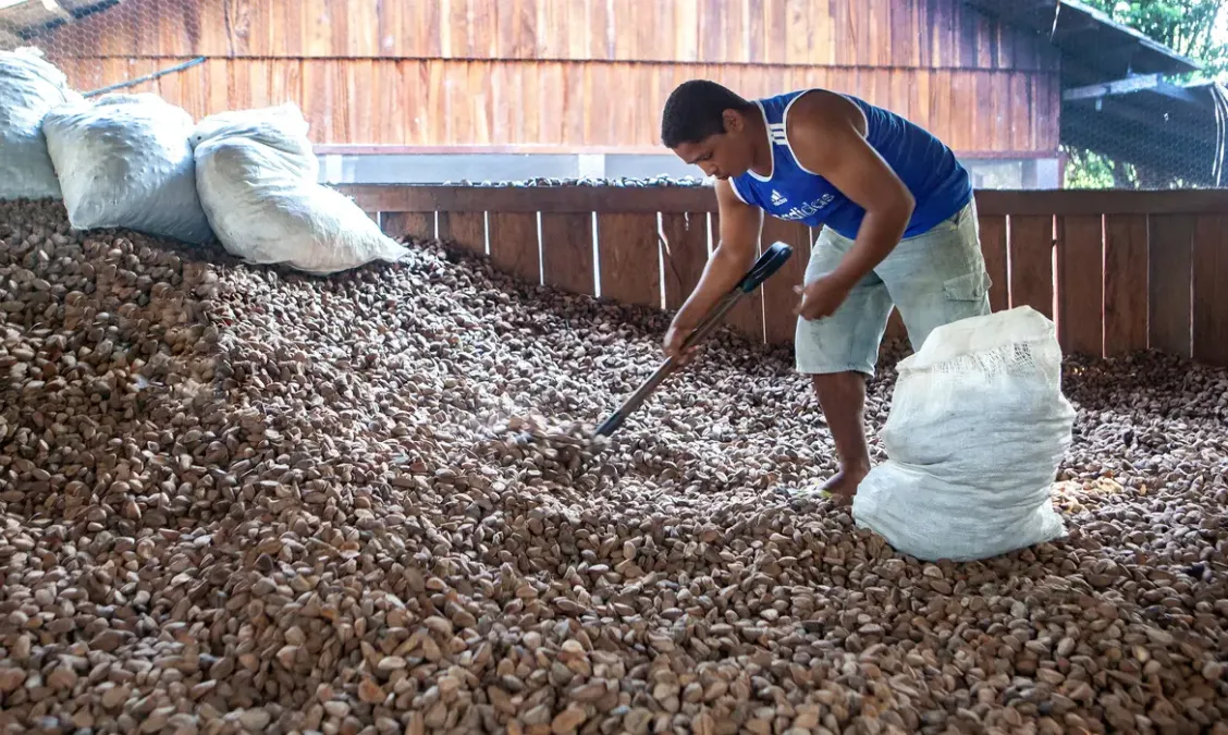 Castanha-da-Amazônia impulsiona desenvolvimento sustentável na região norte, aponta estudo da Embrapa