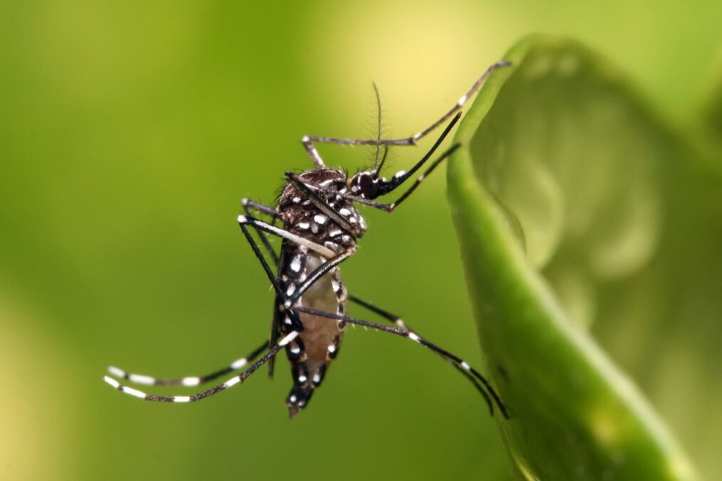 Acre lidera pesquisas sobre dengue no Brasil em dezembro, revela Google Trends