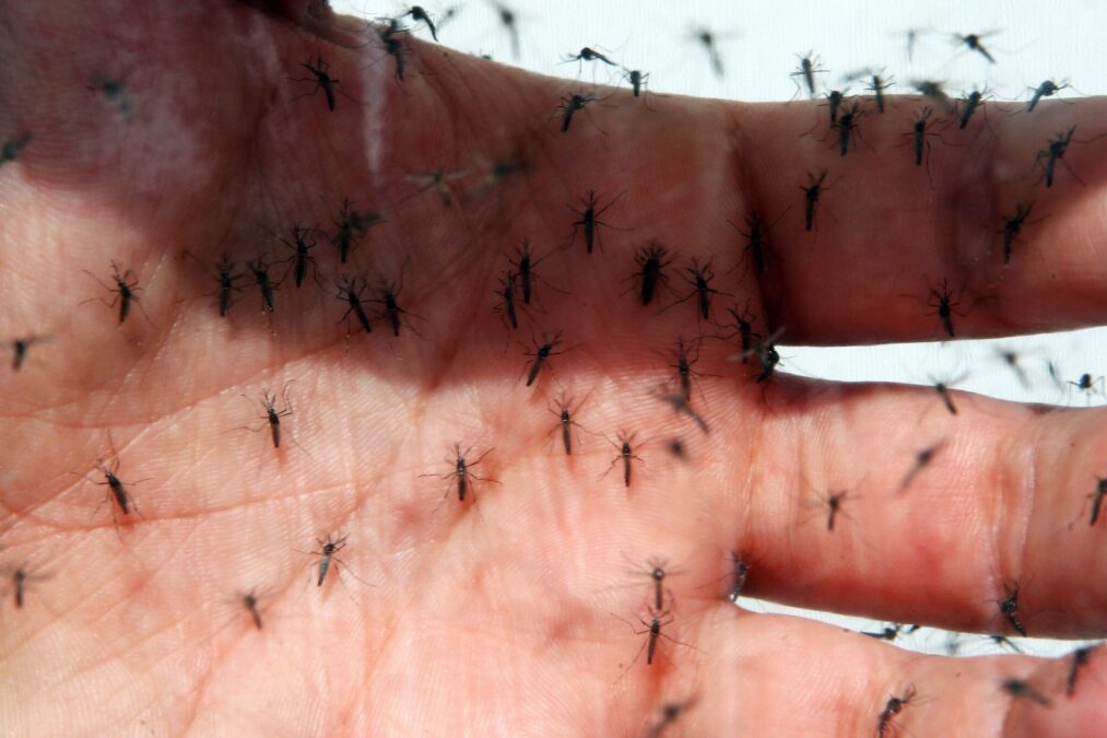 População de Sena Madureira suplica ação urgente das autoridades contra a Dengue e Covid