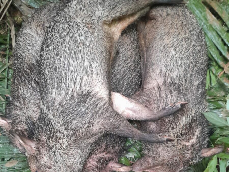 SENA: Caçador defende caça responsável e recusa comercialização de animais silvestres