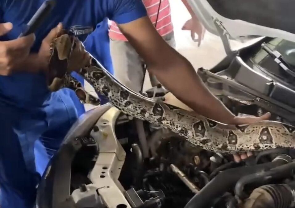 Vídeo: Cobra jibóia é resgatada do motor de carro em oficina automotiva de Rio Branco