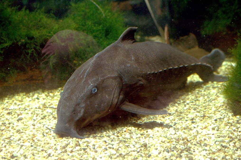 Pesquisadora comenta sobre descoberta de novas espécies de parasitos em peixes no Acre e impactos na saúde e na economia