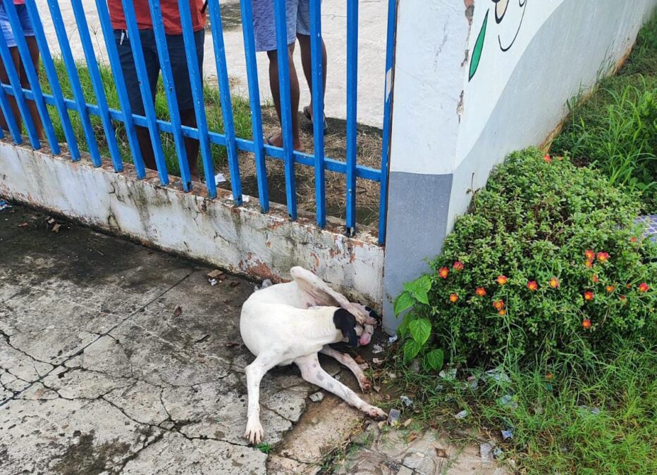 Cachorra em trabalho de parto em Sena Madureira precisa de resgate urgente