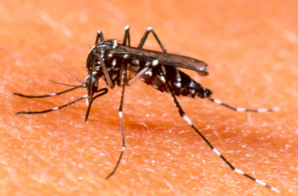 Saúde divulga boletim informativo com número de notificações de dengue na primeira semana de 2024