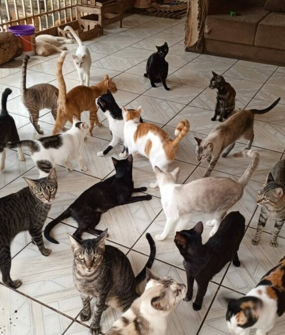 Protetora de animais de Rio Branco pede ajuda da comunidade para cuidar de 65 gatos e 5 cachorros resgatados de situações de maus-tratos e abandono