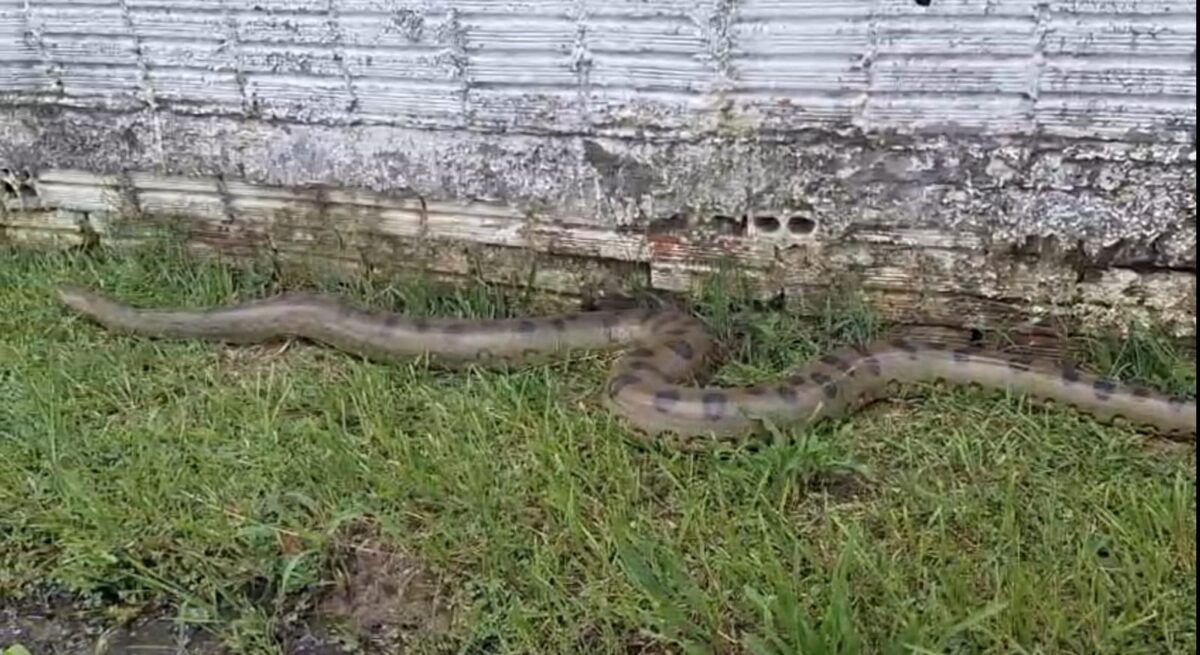 Vídeo: Cobra Sucuri de 6 metros é filmada em quintal de residência em Manoel Urbano