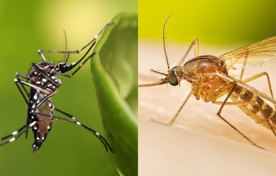 Diferenças entre o mosquito da dengue e o pernilongo comum