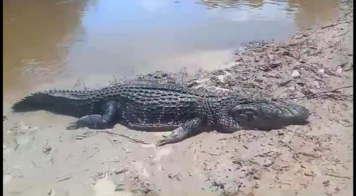 Vídeo: Jacaré ataca barco às margens do Rio Caeté em Sena Madureira