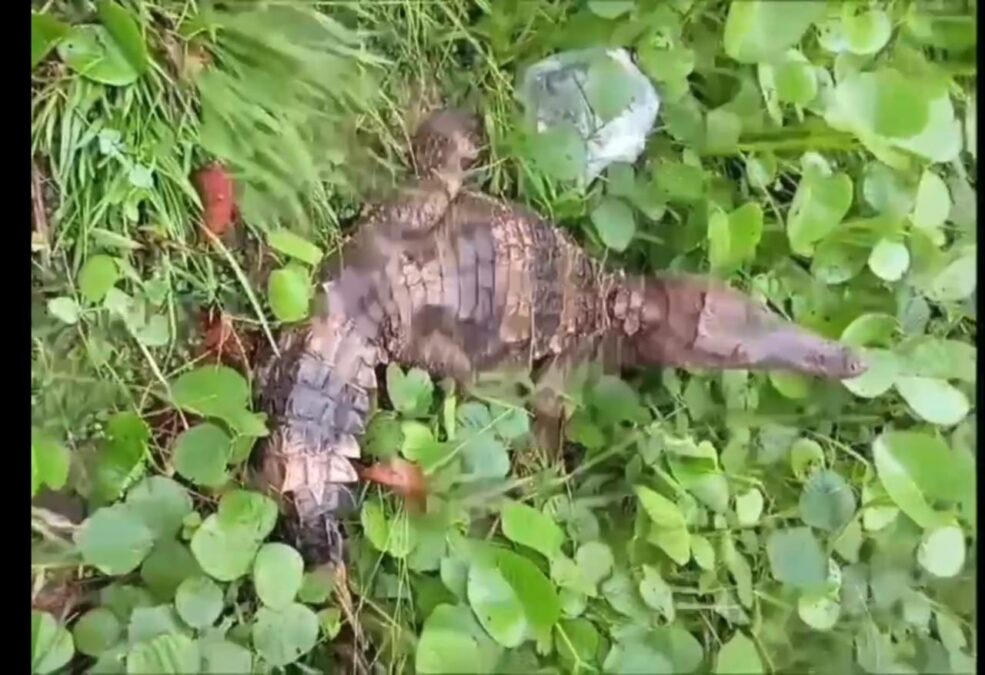 Vídeo: Jacaré é flagrado próximo à rodoviária de Sena Madureira