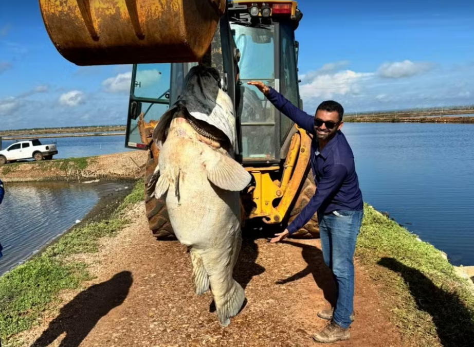Peixe de quase 200 quilos é encontrado em fazenda de produção de camarão do RN