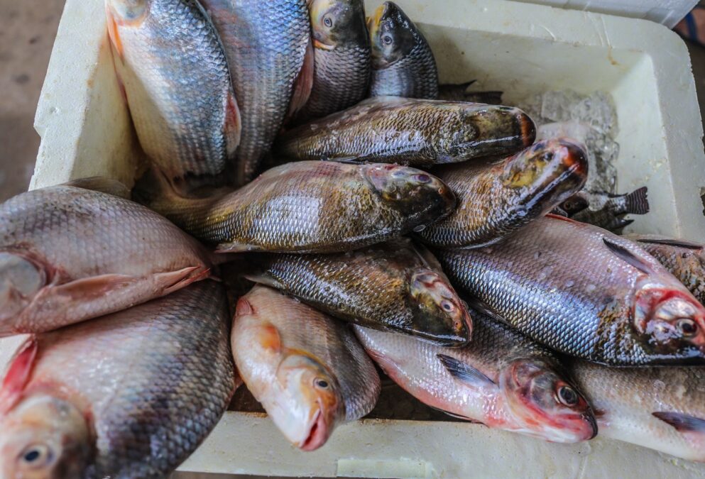 Prefeitura de Sena Madureira presta esclarecimentos sobre o cancelamento da Feira do Peixe