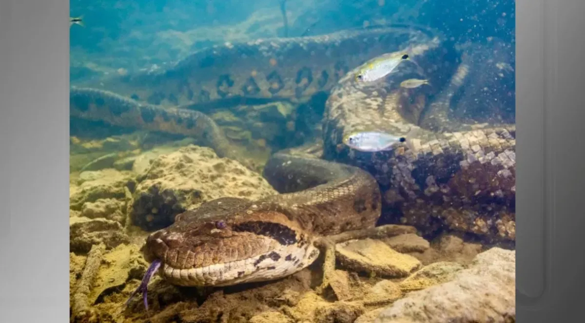 Sucuri gigante exibida em documentários é morta a tiros em Bonito (MS)