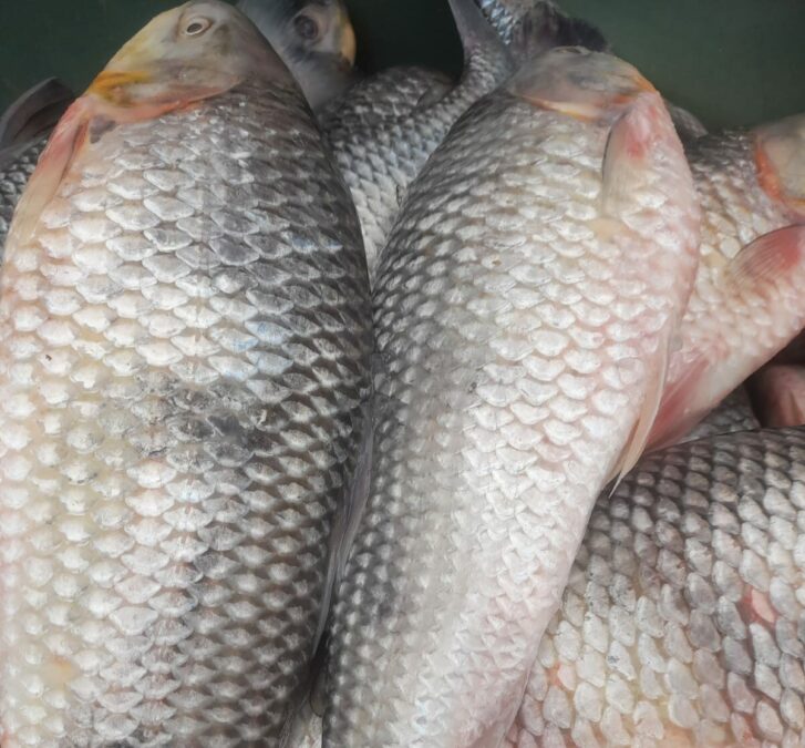 Novas opções de peixe chegam ao mercado de Sena Madureira