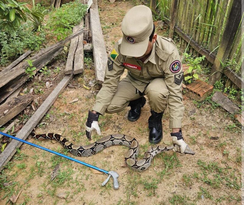 Bombeiros do 6° BEPCIF resgatam jiboia e a devolvem ao seu habitat natural