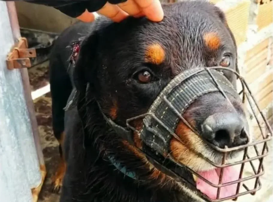 Menino de 6 anos perde a vida após ataque de Rottweiler em Rio Branco