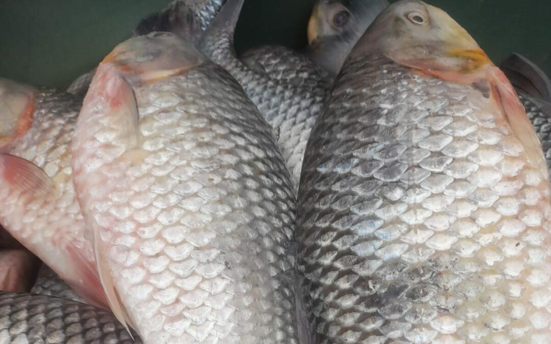 Piscicultor assegura mais de 8 toneladas de peixe em Sena Madureira para a Semana Santa