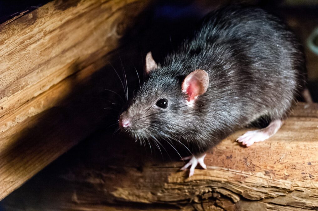 Acre registra 14 casos confirmados de leptospirose nos primeiros meses de 2024
