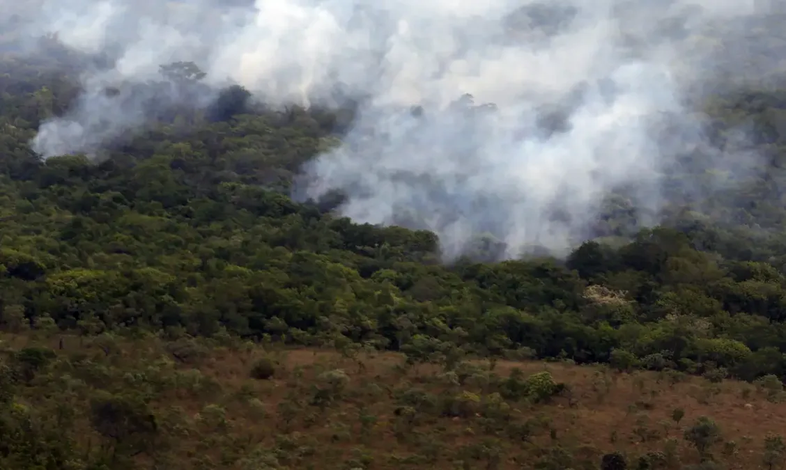 Ibama lança plataforma para monitorar recuperação ambiental