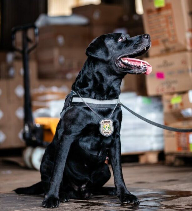 Policia Civil aposenta cão farejador Narco e anuncia novo lar para o animal