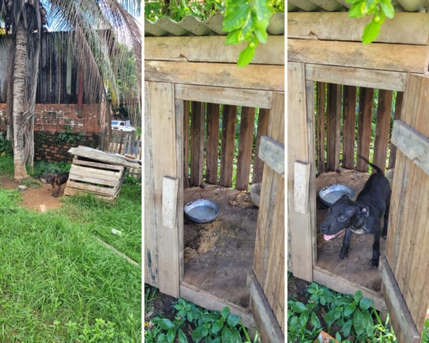 Polícia Civil do Acre resgata cães vítimas de maus-tratos em Rio Branco
