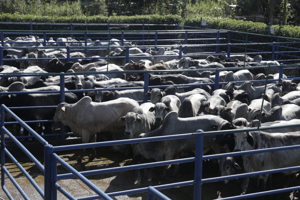 Acre deve produzir 120 mil toneladas de carne bovina em 2024 e pecuária se torna atividade econômica mais consolidada do estado