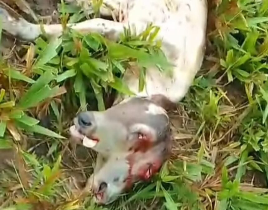 Bezerro nasce com duas cabeças e choca moradores em Tarauacá, Acre
