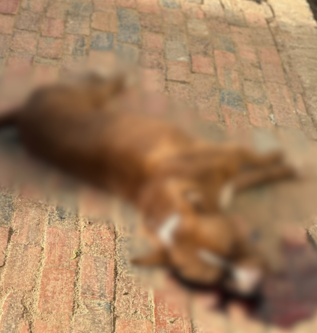 Pitbull é encontrado morto com dois tiros na cabeça em Jordão, interior do Acre