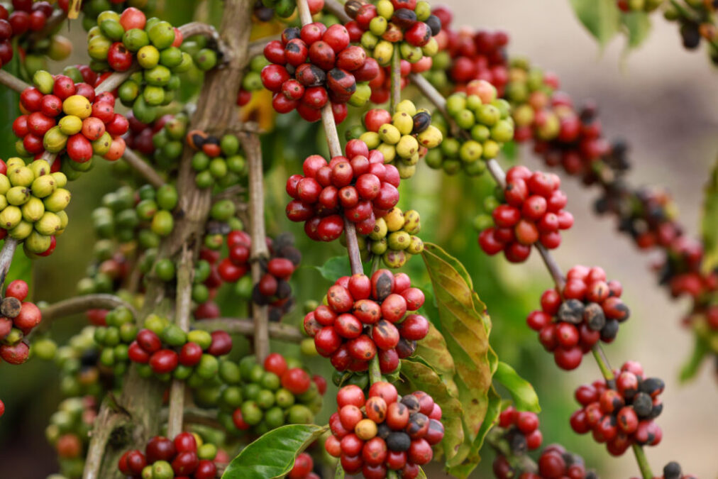 Governo do Acre abre inscrições para a 2ª edição do Concurso de Qualidade do Café
