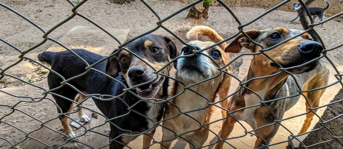 Promotoria de Sena Madureira recomenda a prefeitura medidas urgentes para o controle de zoonoses e proteção animal