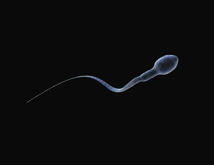 Novo contraceptivo masculino prova ser um sucesso em estudo com ratos