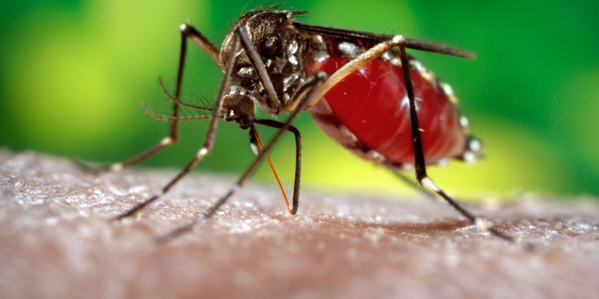 Redução nos casos de dengue no Acre em maio