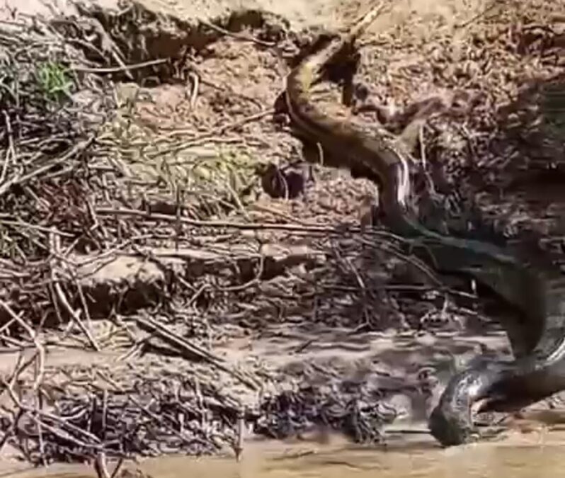 Cobra gigante surpreende moradores do Rio Macauã ao tomar sol nas margens