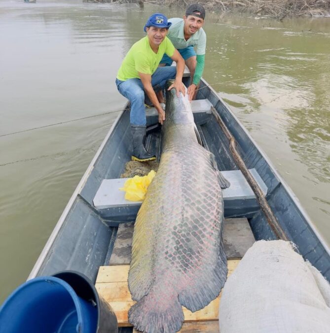 Irmãos de Sena Madureira capturam Pirarucu de 142 kg no Rio Iaco