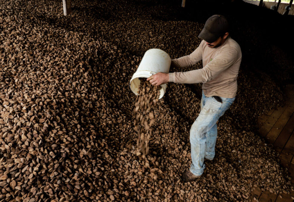Acre supera Pará e produz a castanha-do-Brasil mais nutritiva do país