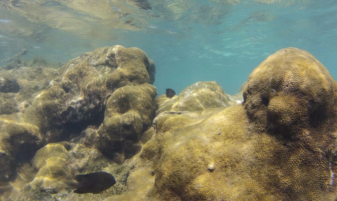 Mais de 70% das espécies ameaçadas buscam áreas marinhas protegidas