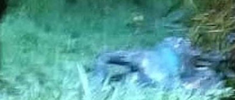 Corpo carbonizado de mulher é encontrado em Rio Branco; polícia investiga caso