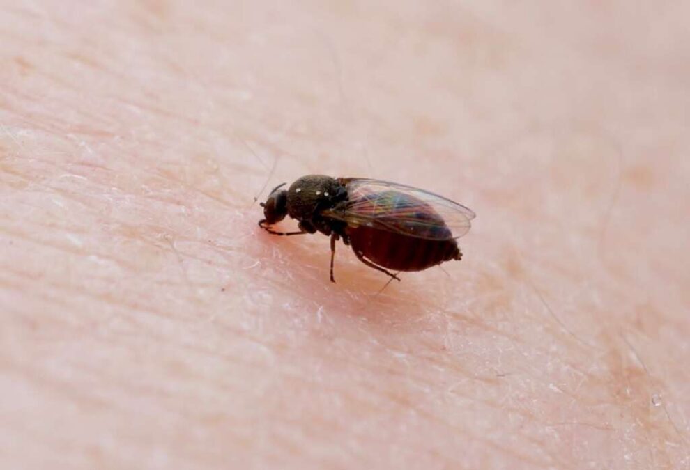 Ministério da Saúde alerta gestantes sobre risco de febre oropouche no Acre
