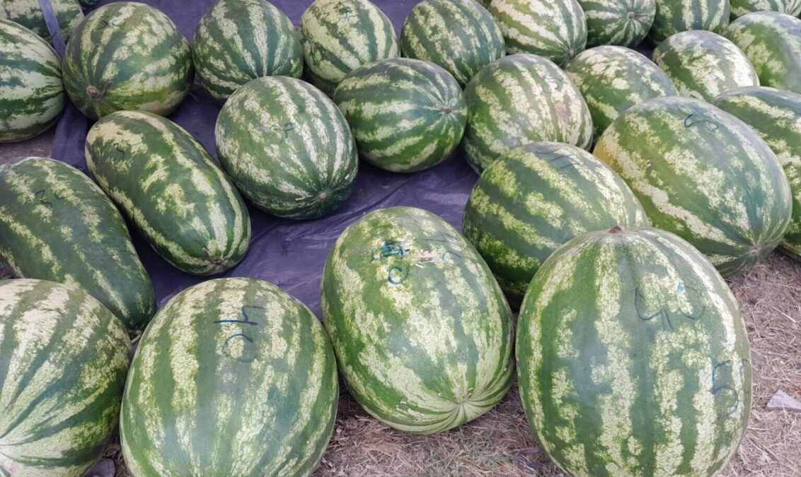 Produtores rurais abastecem Sena Madureira com melancias da região