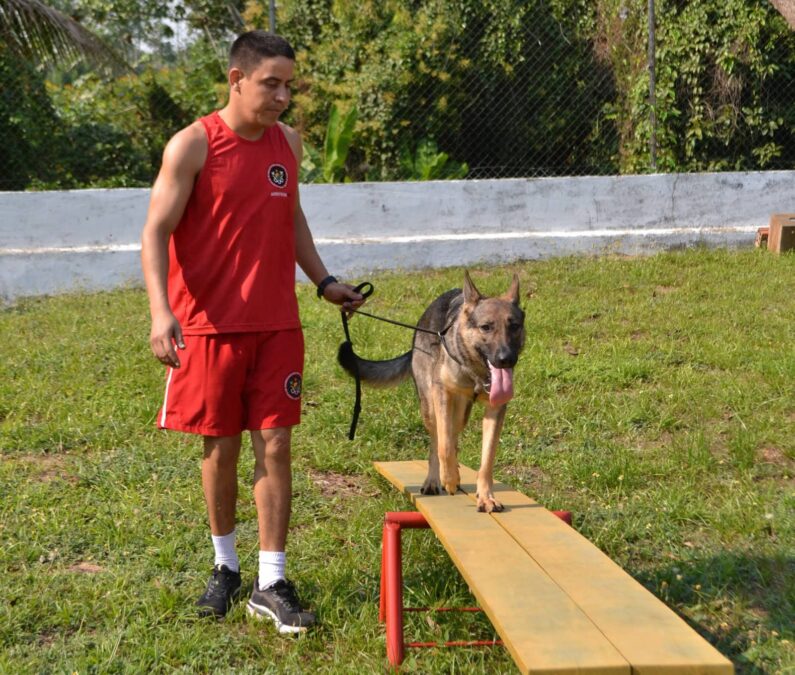 Pelotão de Cães do Bombeiro completa quatro anos com treinamento de detecção de restos mortais