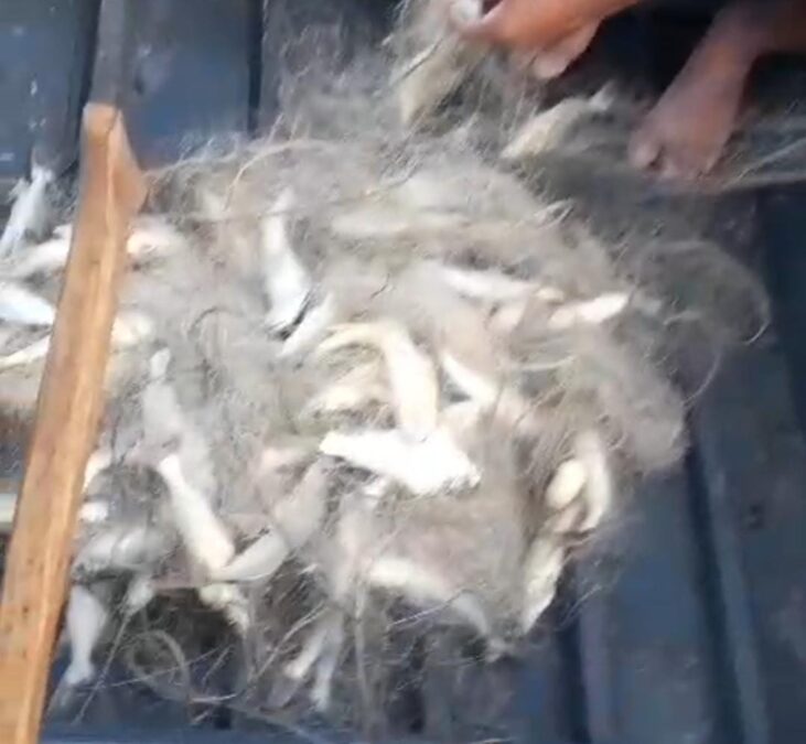 Piracema de Mandi se aproxima de Sena Madureira: Pesca responsável é essencial para preservação