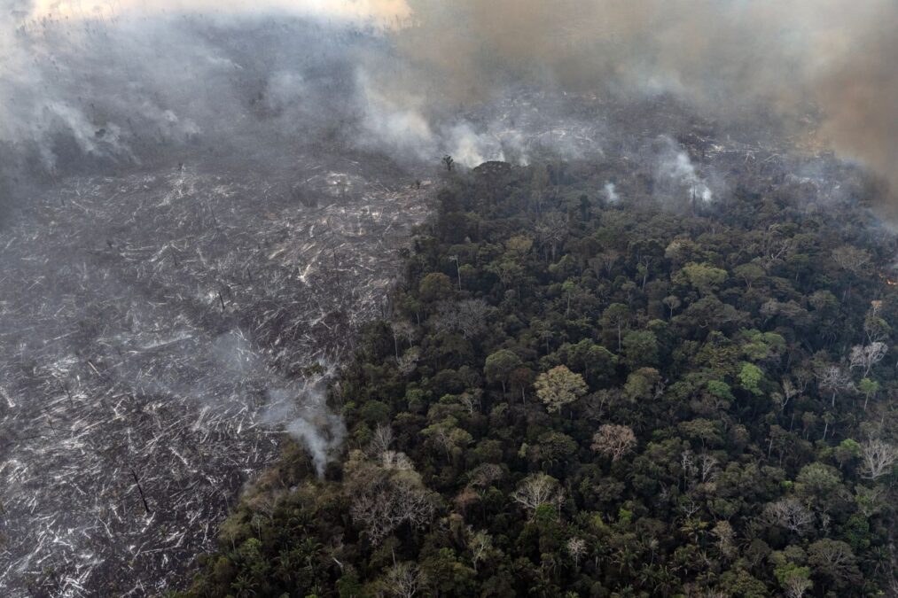 Quatro municípios na região da BR-319 concentram mais da metade da extração ilegal de madeira no Amazonas