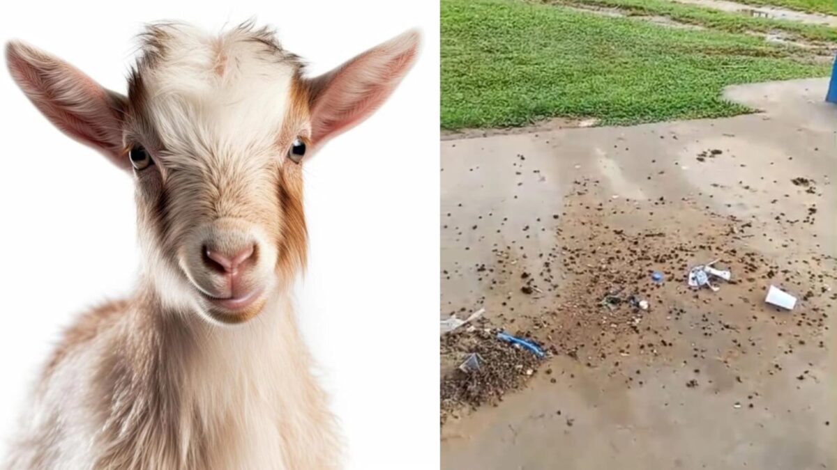 Morador denuncia invasão de bode em quadra e praça do Segundo Distrito em Sena Madureira
