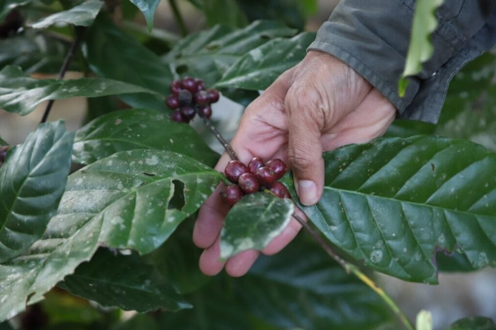 Produtores de café de Sena Madureira receberão curso de cooperativismo a pedido de Gerlen Diniz